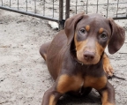 3 welpen dobermann