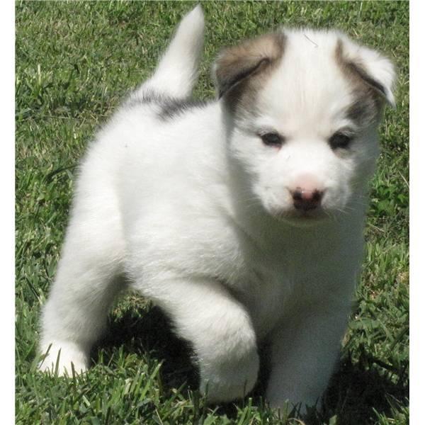 Reinrassige Siberian Husky Welpen aus Hobbyzucht zu verkaufen