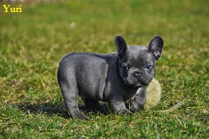 	Französische Bulldogge in der Farbe Blau   