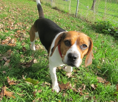 Beagle x Franz. Bulldogge-Mischling / tricolor