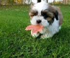 miniature shih tzu welpe