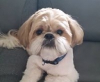 shih-tzu-züchter