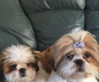 shih tzu schweiz