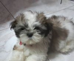 shihtzu welpen