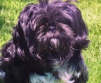 shih tzu zucht 