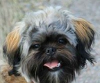 teacup shih tzu welpe