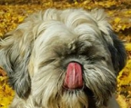 shih-tzu kaufen