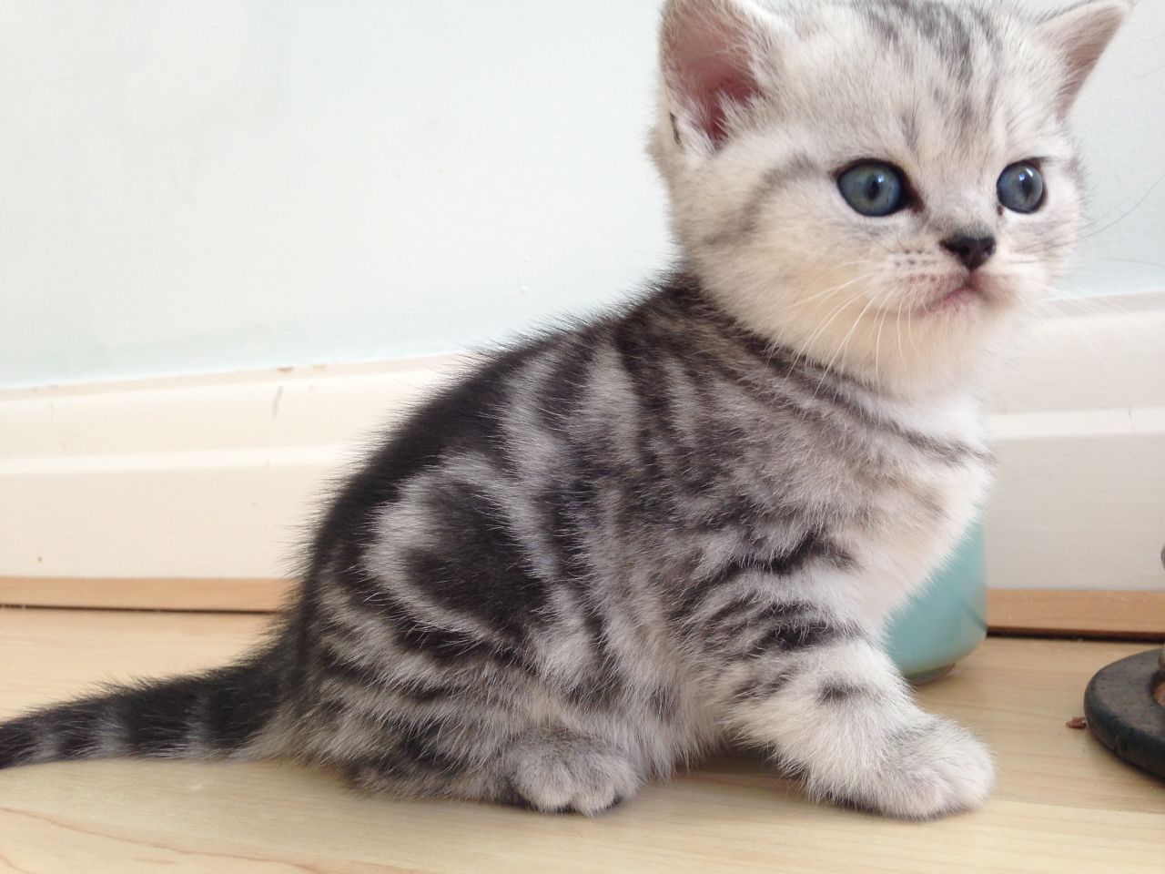 Silberne Whiskas BKH (Kartäuser) Babies in classic & spotted tabby & shaded & eventuell auch point