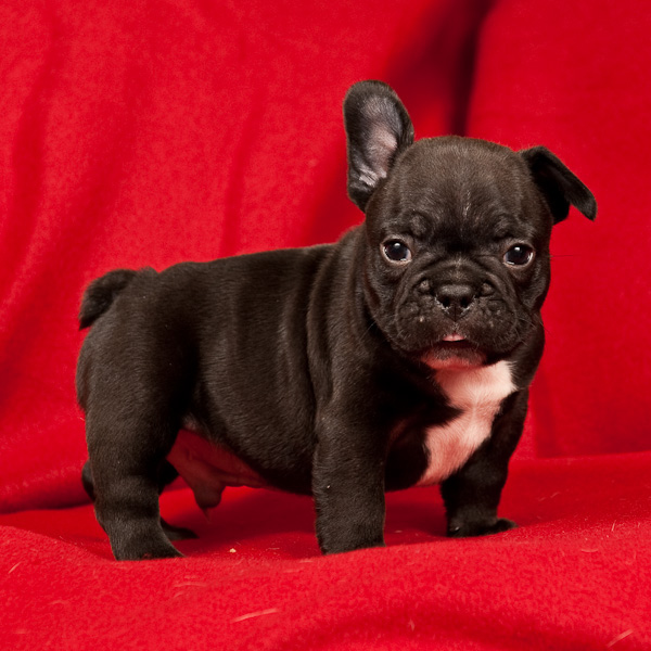 Französisch Bulldogge Welpen mit Papiere