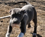 Welpen kaufen American pit bull terrier