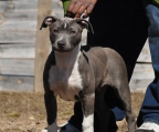 American pit bull terrier welpe kaufen Schweiz