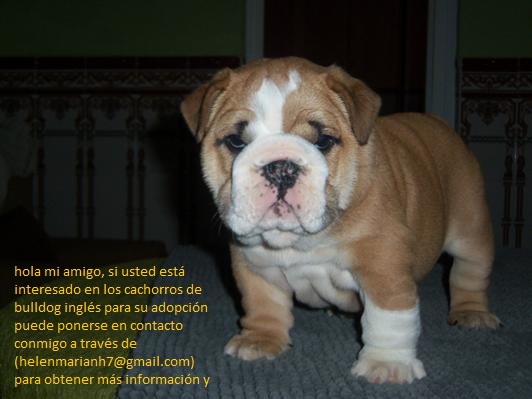 Vendo Bulldog Inglés con pedigree completo negociable