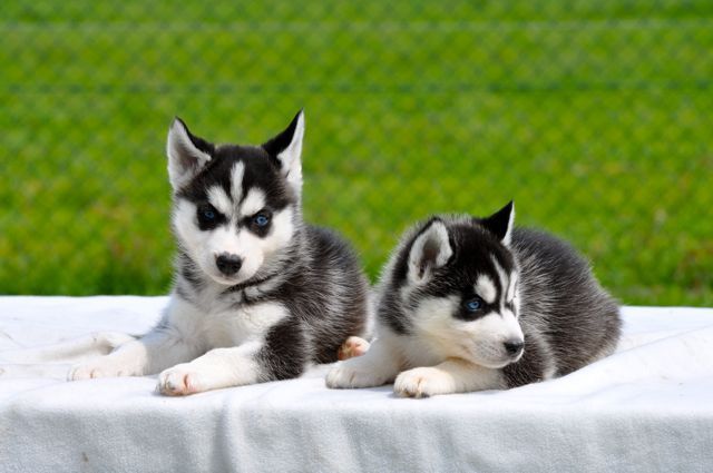 Wir haben Siberian Husky  mit FCI/VDH/SHC Papieren abzugeben