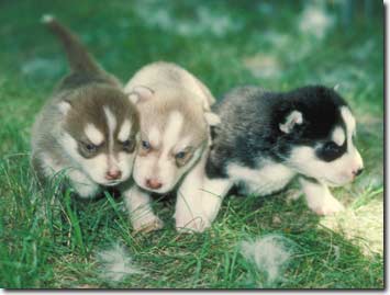   Siberian Husky Welpen