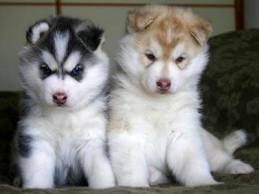 Siberian Husky Welpen