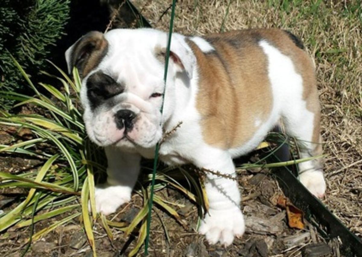 Reinrassige old english bulldoggen Welpen mit FCI Papiere