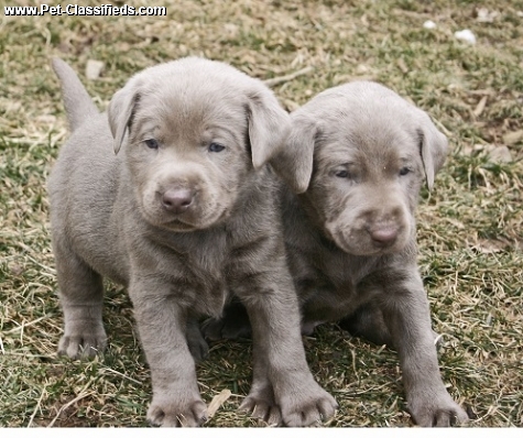 Silber Labrador-Welpen