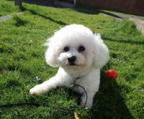 Bichon frise schweiz