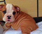 englische-bulldogge-welpen