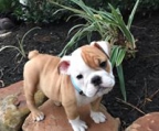 english bulldog kaufen