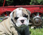 englische bulldogge welpe kaufen