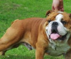 englische bulldogge hund zu verkaufen