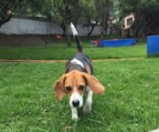 Beagle Vom Züchter