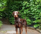 Dobermann Welpen in 20 Tagen Wurf Farbe Eltern Braun