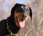 Reinrassige Dobermann Welpe, Elterntiere Champions