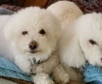 Bichon Frise Deckrüde