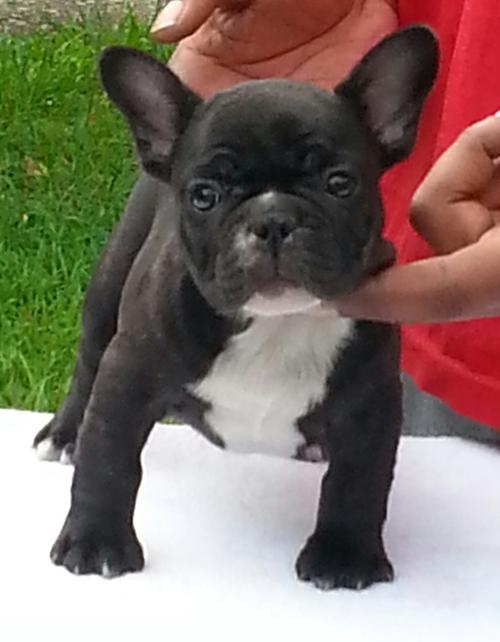 Lustige Französisch Bulldog  baby 