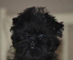 Affenpinscher züchter