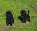 Affenpinscher welpe pris