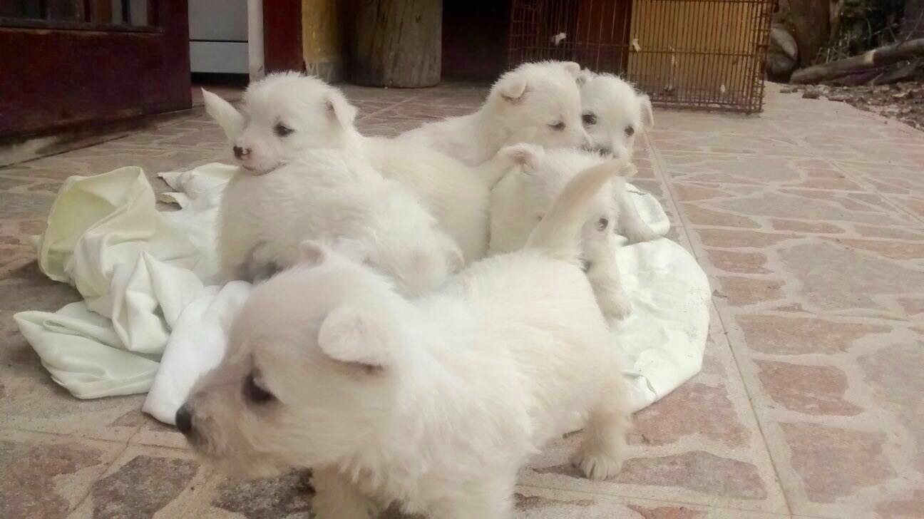 welpen West highland white terrier