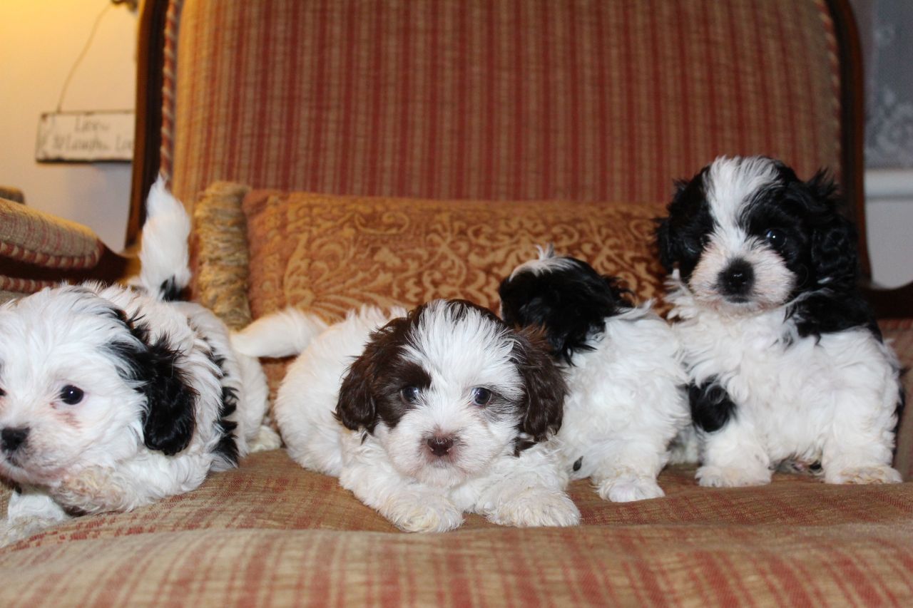 Stunning Half Karashishi Shih Tzu Puppies For Sale