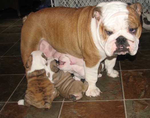 English Bulldog