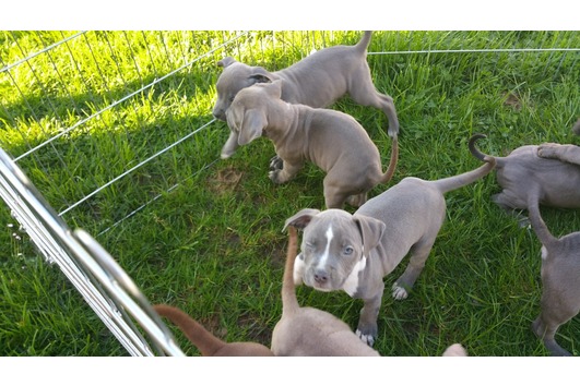 American Bully Welpen  3 Mädchen und 4 Jungs