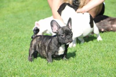 Blaue Französische Bulldoggen Welpen abgabebereit 