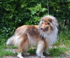 Züchter Schweiz Collie