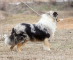 Welpe kaufen Collie