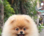 Schweiz Pomeranian ZWERGSPITZ