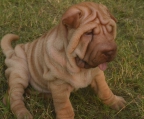 3 welpen kaufen Shar pei