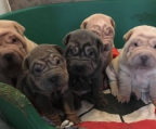 Züchter Schweiz Shar pei