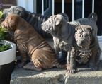  Shar pei hund verkaufen