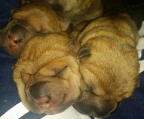  Shar pei zucht welpen