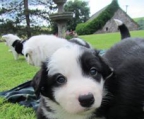 Züchter Border collie