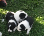 welpen verkauf border collie mini