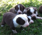 kaufen Border collie blue merle hunden