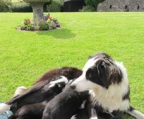 Prise Welpen  border collie kauf kurzhaar