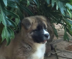 Dieses wunderschöne Mädchen Akita Inu